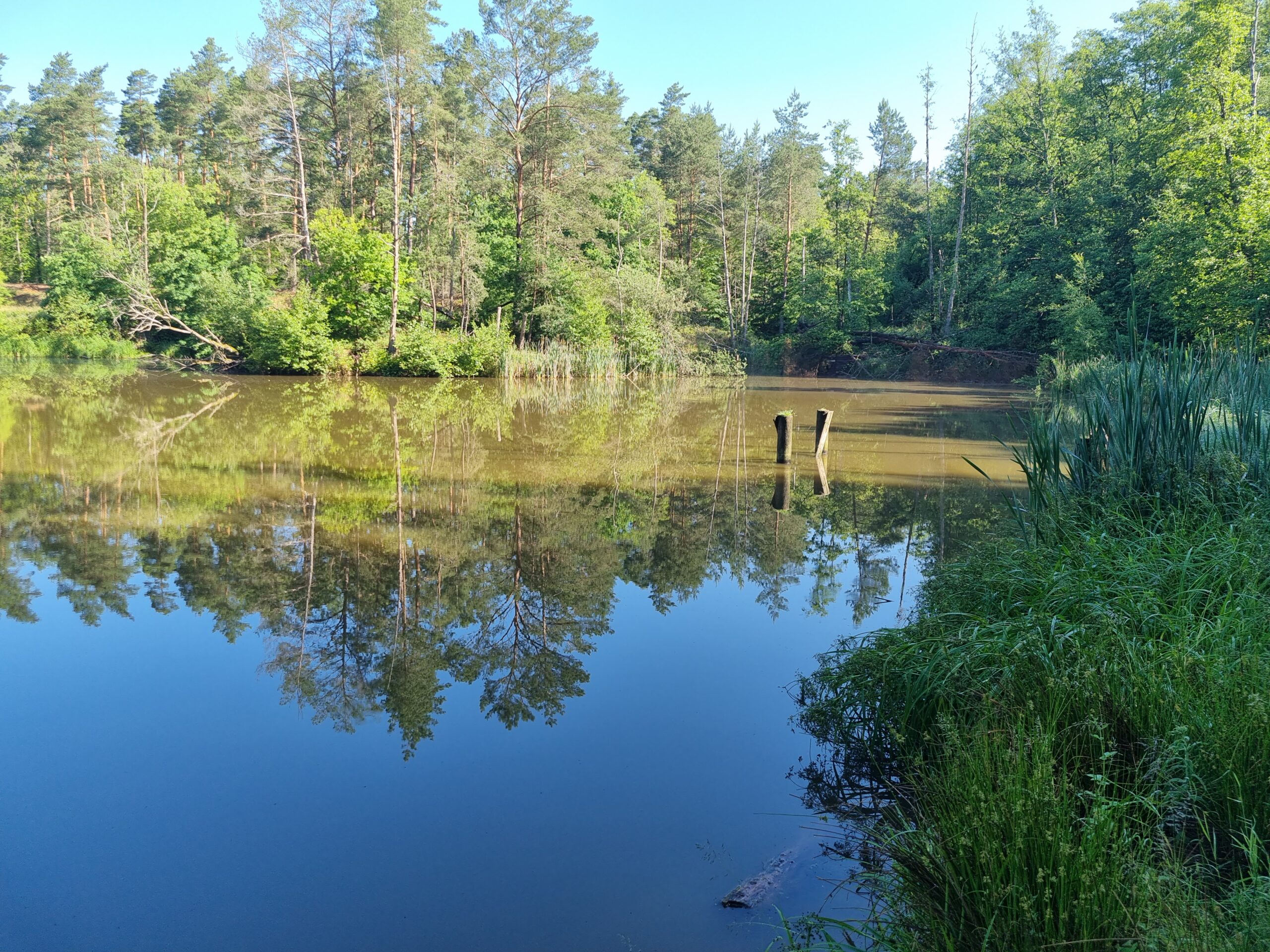 Kleiner See im Wald