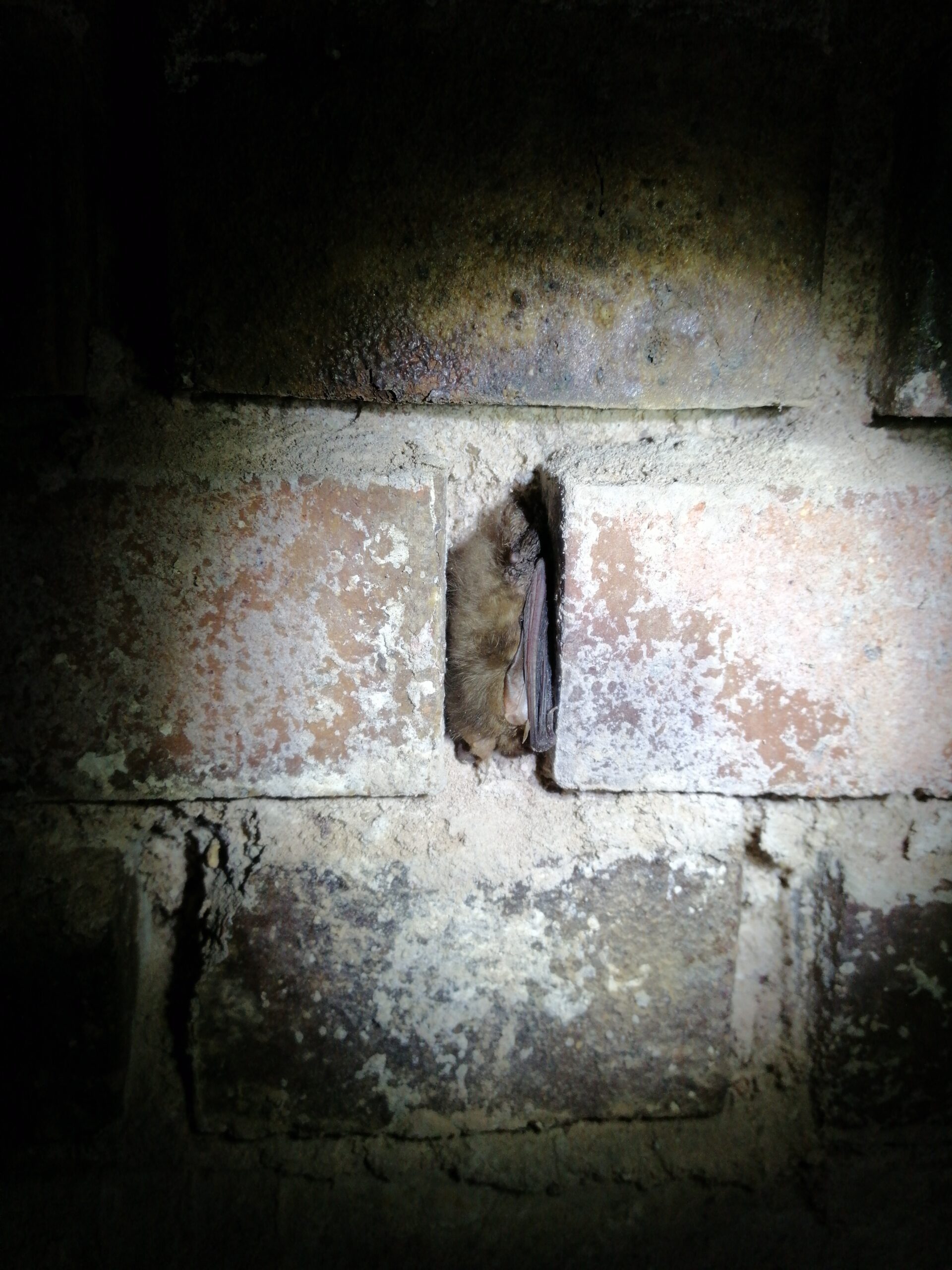 Fledermaus in Gemäuer