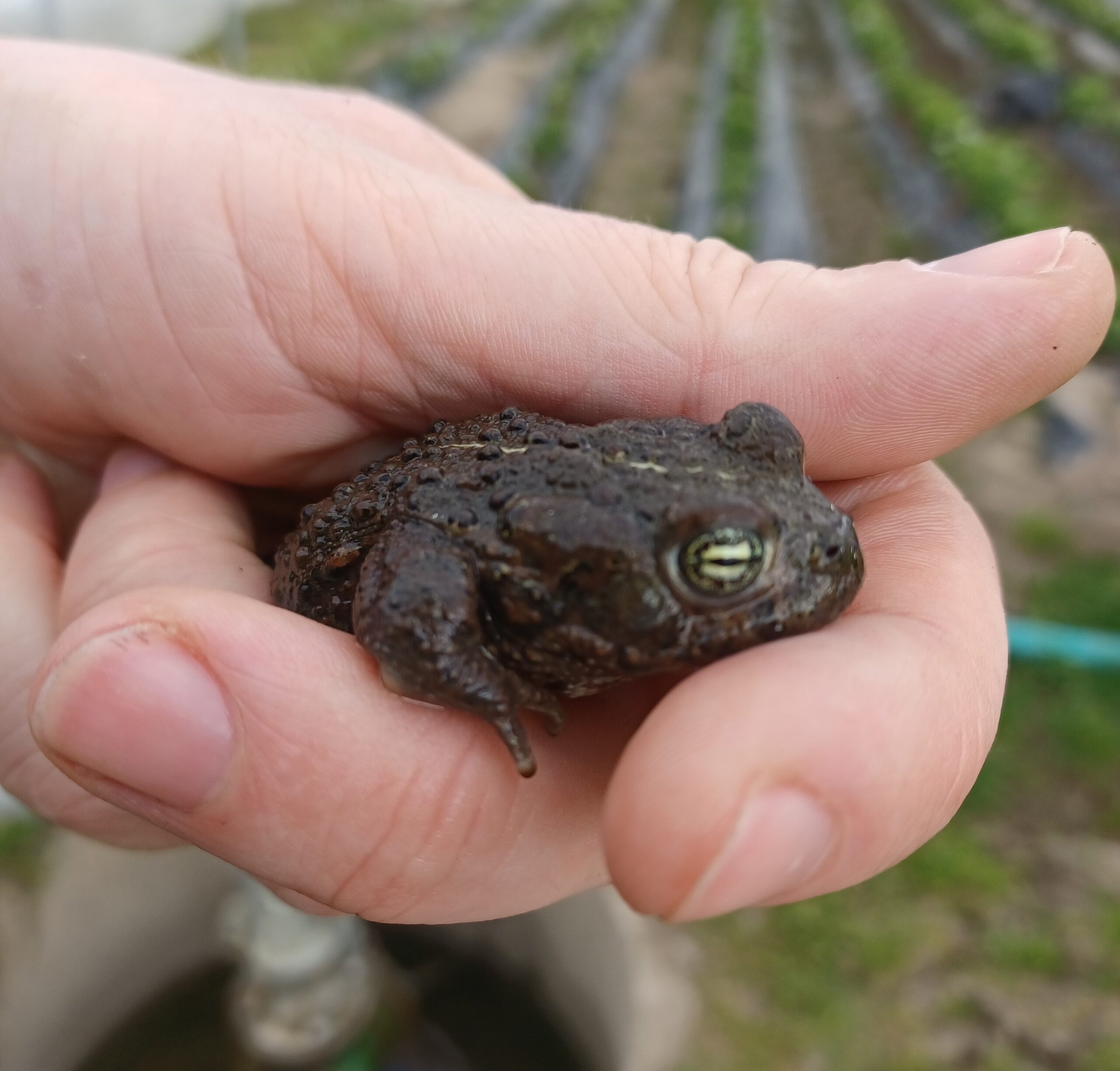 Kröte