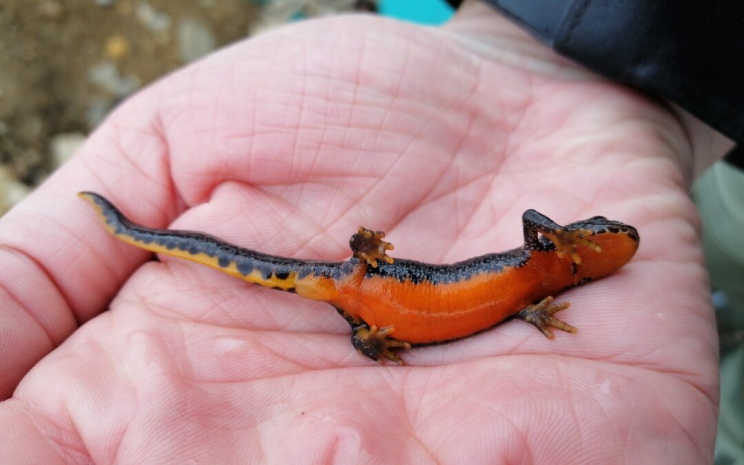 Amphibienschutz in Zeiten des Klimawandels: Warum wir Schutzmaßnahmen neu denken müssen